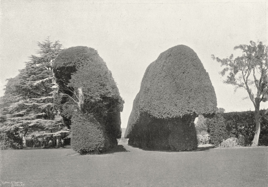 SURREY. Hambledon, Yews at Yewden 1897 old antique vintage print picture